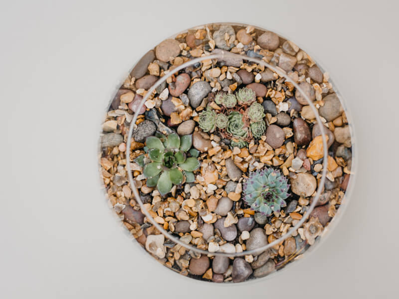 terrarium for beginners